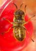 Callicera macquarti